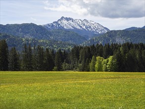 Meadow at the edge of the forest, behind Kammspitze, near Bad Mitterndorf, Styria, Austria, Europe