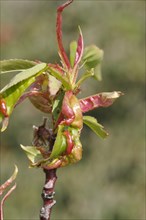 Peach leaf sick with blister