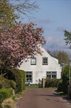 White house with blossoming trees along a street in a historic village in spring, historic houses