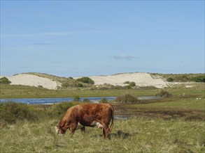 A brown cow grazing in a meadow in front of a light blue sky and sand dunes in the background, cow