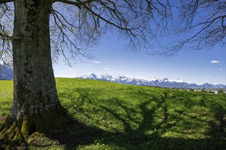 Beech tree on meadow near Fuessen, mountains, snow Allgaeu, Ostallgaeu, Bavaria, Germany, Europe