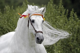 Andalusian, Andalusian horse, Spaniard