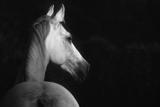 Andalusian, Andalusian horse, Antequera, Andalusia, Spain, Europe