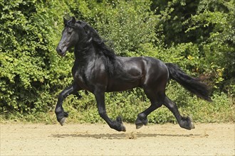 Friesian, Friesian horse