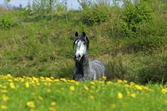 Andalusian, Andalusian horse