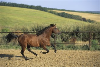 Arabian, Horse