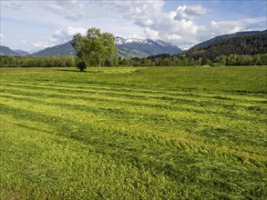 Freshly mown meadow, snow-covered mountain peaks behind, near Irdning, Ennstal, Styria