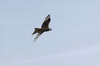 Red kite (Milvus milvus) in flight, Boizenburg, Mecklenburg-Western Pomerania, Germany, Europe