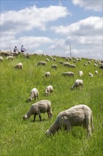 Sheep grazing on the dyke, cyclist, Elbe cycle path near Boizenburg, Mecklenburg-Western Pomerania,