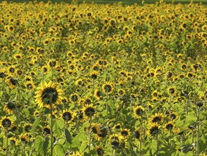Blooming sunflower field, green leaves and yellow flowers under a clear sky, blooming yellow