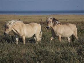Two beige horses running on a pasture in front of a wide open field and blue sky, horses on salt