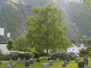 Cemetery with many graves and a large tree in a peaceful mountain landscape, gravestones with a