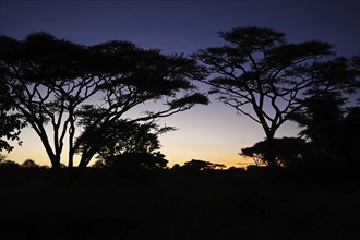 Silhouettes of Acacia trees at sunrise, Serengeti National Park, Tanzania, Africa