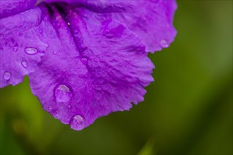 Closeup of delicate maroon colored flower with water droplets on petals and soft green background