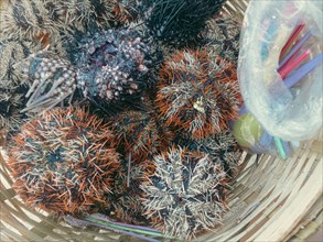 Several freshly collected sea urchins with different colors contained in a native woven basket to