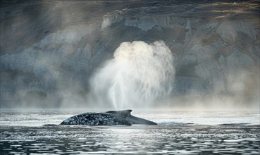 A serene scene of a gray whale spouting mist into the air as it surfaces AI generated