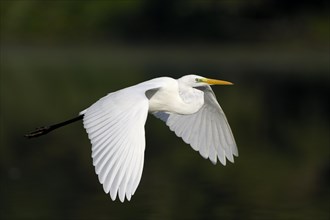 Flying great egret (Casmerodius albus), Lower Rhine, North Rhine-Westphalia, Germany, Europe