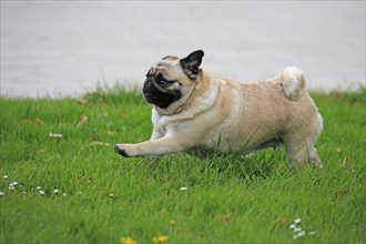 Pug, running
