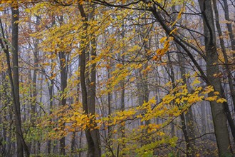 Beech trunks with yellow autumn leaves in a deciduous forest near fog. Neckargemuend, Kleiner