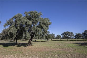 Quercus faginea (Quercus faginea subsp. broteroi) in the Monfraguee National Park, Extremadura,