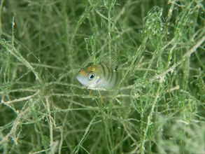 A small fish, juvenile european perch (Perca fluviatilis), hides in the midst of underwater flora.