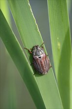 May beetle (Melolontha melolontha), May, Saxony, Germany, Europe