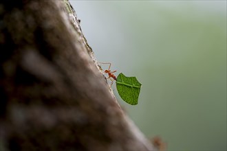 Leaf-cutter ant (Atta cephalotes) carrying a piece of leaf, rainforest, Tortuguero National Park,