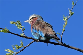 Lilac-breasted Roller (Coracias caudatus), perched on a branch, Serengeti National park, Tanzania,