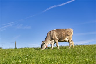 Cow on a pasture, Ostallgaeu, Allgaeu, Bavaria, Germany, Europe