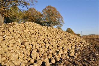 Harvested sugar beet (Beta vulgaris ssp. vulgaris var. altissima), sugar beet harvest,