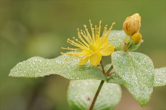 Sweet-amber (Hypericum androsaemum), flower, ornamental plant, North Rhine-Westphalia, Germany,