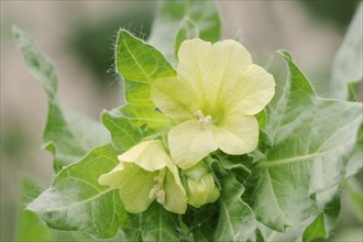 White henbane (Hyoscyamus albus), flowers, ornamental plant, North Rhine-Westphalia, Germany,