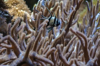 Angelfish (Pterophyllum scalareinmitten) of corals, zoo, Nuremberg, Middle Franconia, Bavaria,