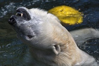 Polar bear (Ursus maritimus) in the water, Nuremberg Zoo, Middle Franconia, Bavaria, Germany,