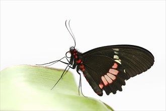 Parides butterfly or Parides moth (Parides iphidamas) against a white background, captive,