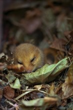 Hazel dormouse (Muscardinus avellanarius), sleeping, Stolberg, North Rhine-Westphalia, Germany,