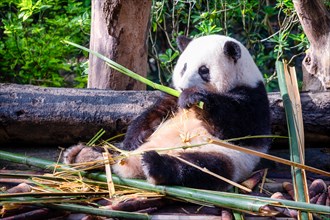 The giant panda (Ailuropoda melanoleuca), Chengdu, Sichuan, China, Asia