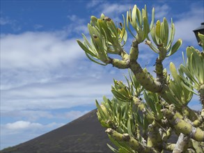 Large cactus in front of a hill with blue sky and clouds in the background, green plant in front of