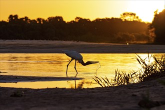 Jabiru (Jabiru mycteria) Pantanal Brazil