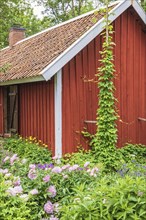 Lush green flowering garden by a redd wooden croft, Sweden, Europe