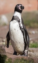 Humboldt penguin (Spheniscus humboldti) standing on a rock, occurrence in South America, captive,