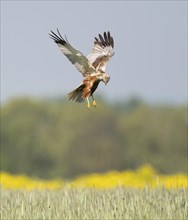 Western marsh-harrier (Circus aeruginosus), male flying over a cereal field in search of food,
