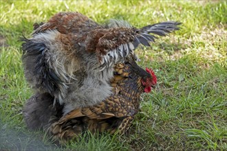 Pedigree chicken, Orpington hen flapping her wings, Wittorf, Samtgemeinde Bardowick, Lower Saxony,