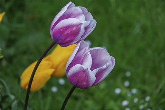 Two pink and white tulips blooming on a green meadow, blooming tulips in the garden, red and yellow
