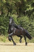 Friesian, Friesian horse