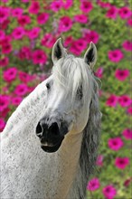 Andalusian, Andalusian horse, Spaniard