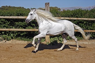 Andalusian, Andalusian horse, Antequera, Andalusia, Spain, Europe