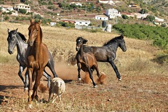 Andalusian, Andalusian horse, Antequerra, Andalusia, Spain, herd with sheep, Europe