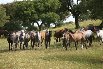 Andalusian, Andalusian horse, Antequerra, Andalusia, Spain, herd with foal, Europe