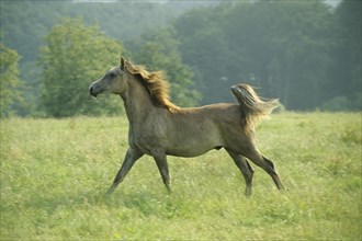 Arabian, Horse, Foal